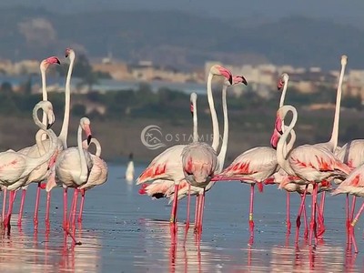 Fauna Local